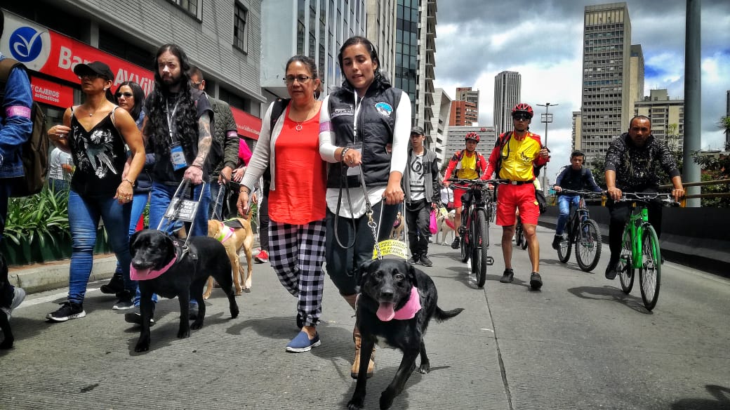 ‘Las huellas que guían’: la caminata por los derechos de los Perros Lazarillos 