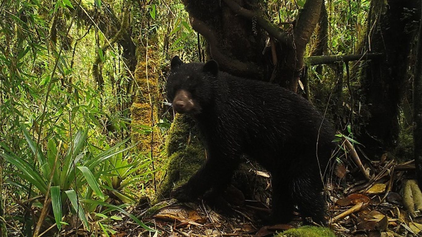 IDPAC se la juega por la defensa y protección de los animales