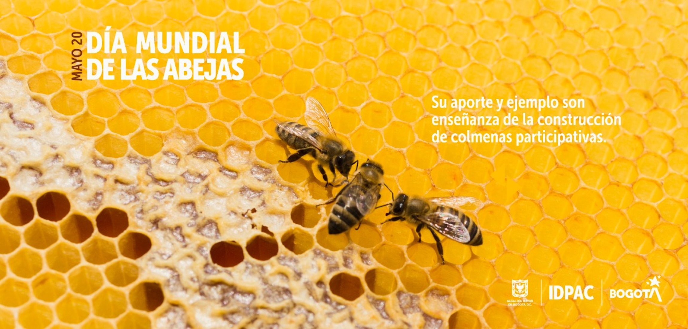 Día Mundial de las Abejas: un espejo ideal de la humanidad