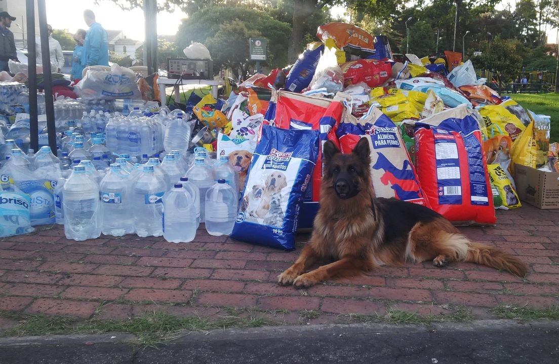 El Distrito Recogió 5 toneladas de alimentos para animales damnificados en Mocoa