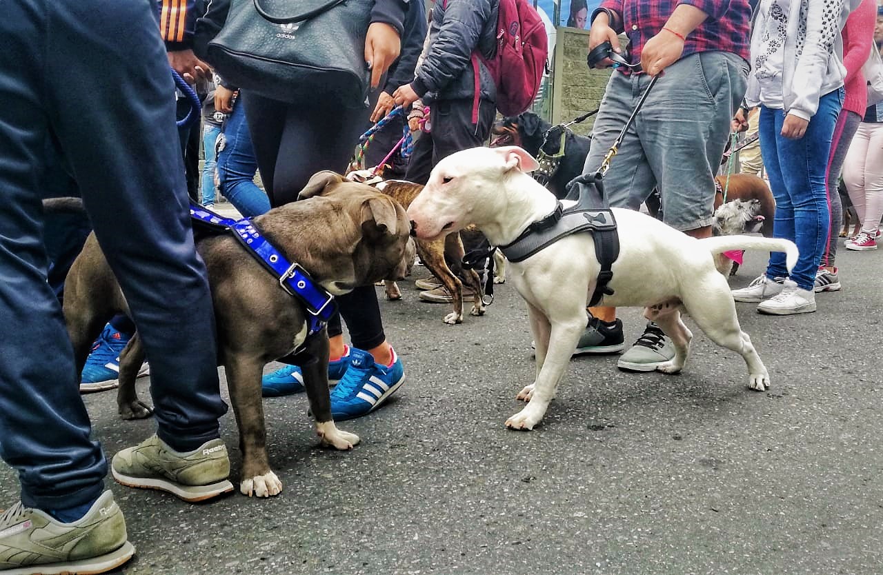 “Edúcate y Edúcame”: fue el eslogan en la Sexta Caminata por los Derechos de los Perros de Razas Fuertes