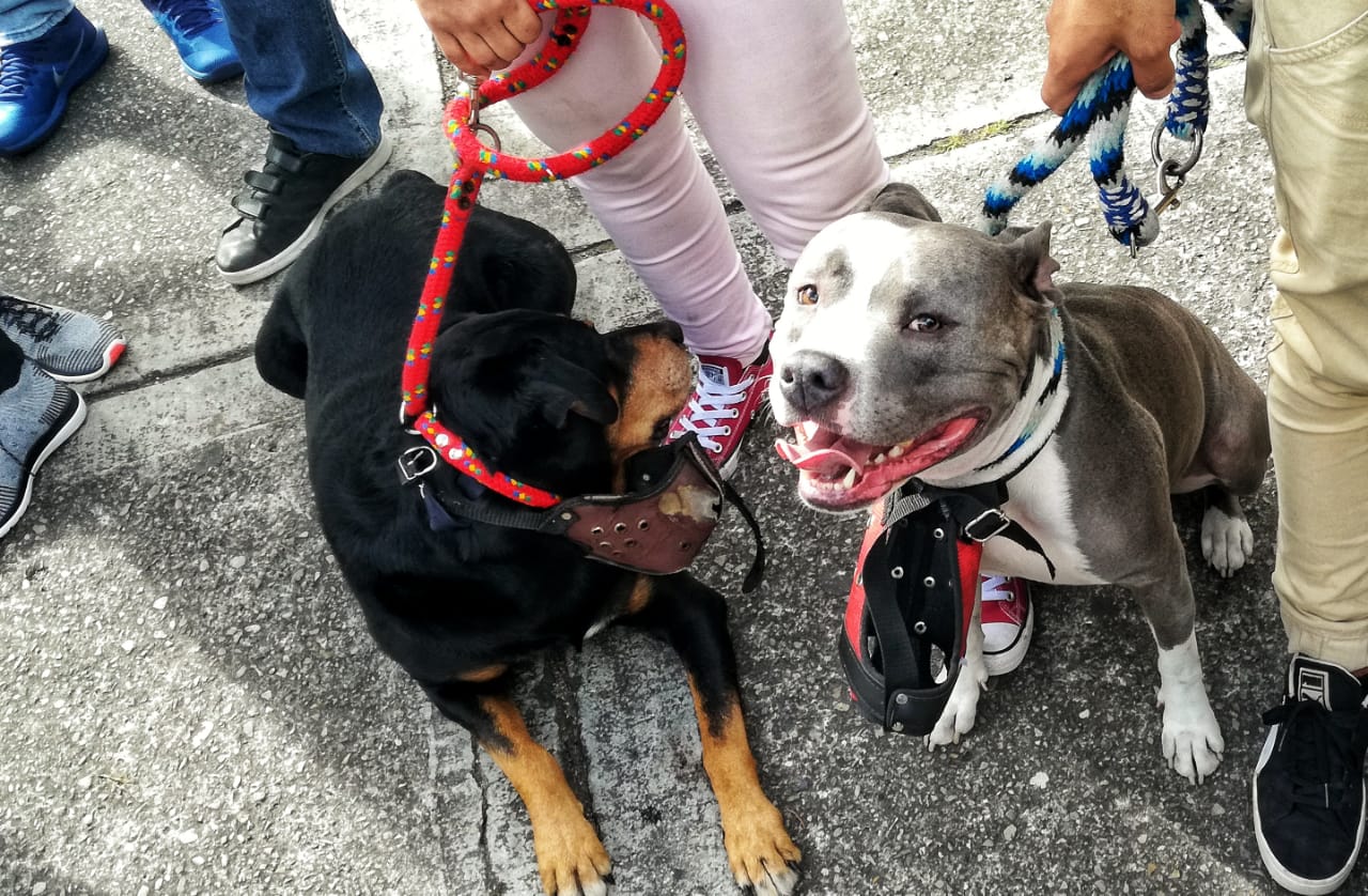 “Edúcate y Edúcame”: fue el eslogan en la Sexta Caminata por los Derechos de los Perros de Razas Fuertes