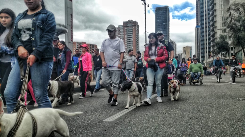 “Edúcate y Edúcame”: fue el eslogan en la Sexta Caminata por los Derechos de los Perros de Razas Fuertes