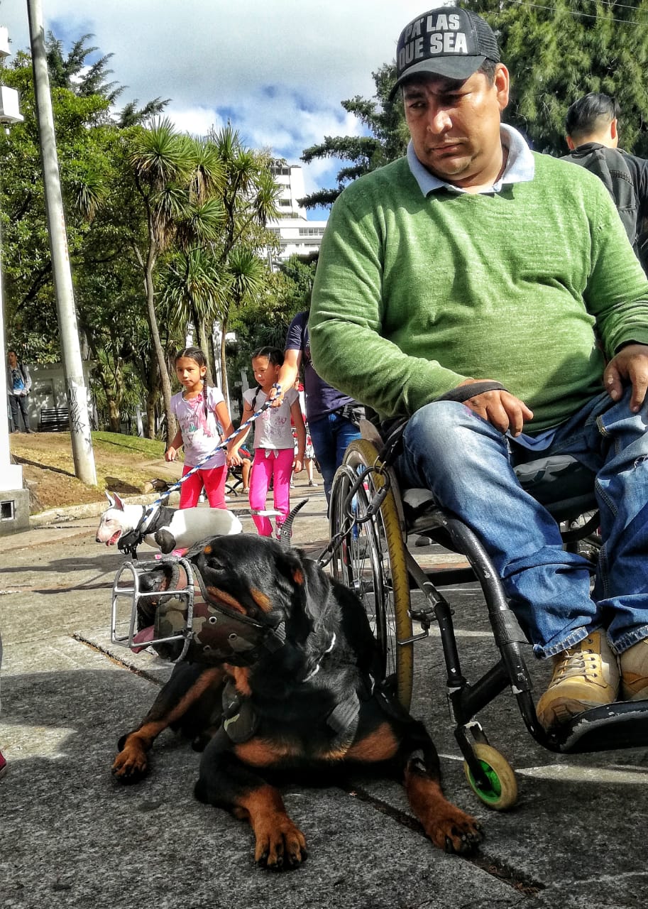 “Edúcate y Edúcame”: fue el eslogan en la Sexta Caminata por los Derechos de los Perros de Razas Fuertes