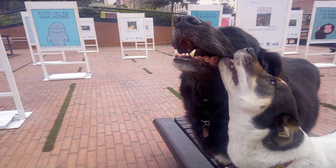 “Papalí, Emita y Don Ramón” visitan la exposición fotográfica de Bogotá Capital Animal