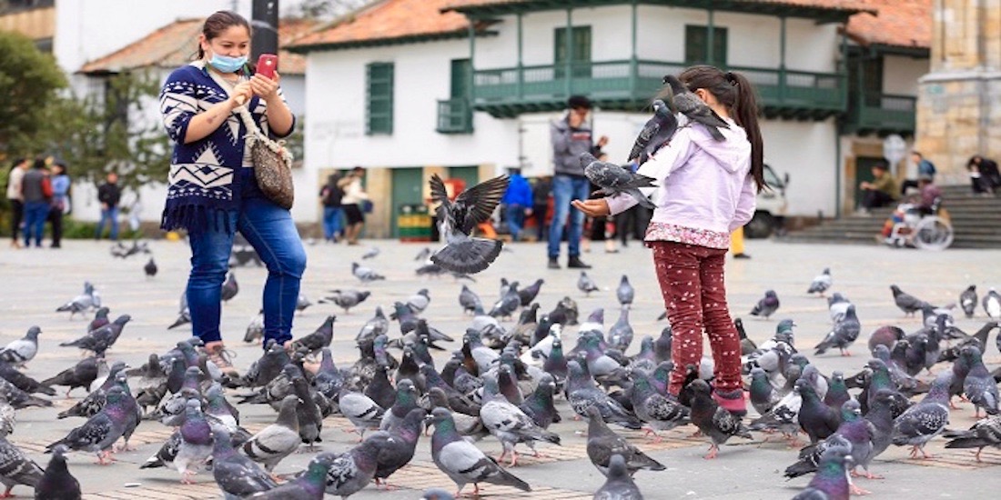 Sobrepoblación de palomas en la Plaza de Bolívar, un asunto de atención