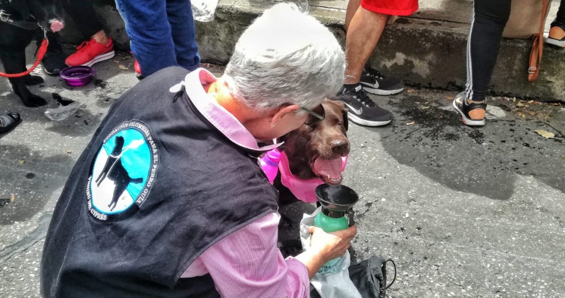 ‘Las huellas que guían’: la caminata por los derechos de los Perros Lazarillos 