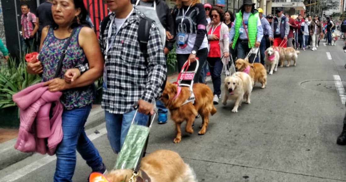 ‘Las huellas que guían’: la caminata por los derechos de los Perros Lazarillos 