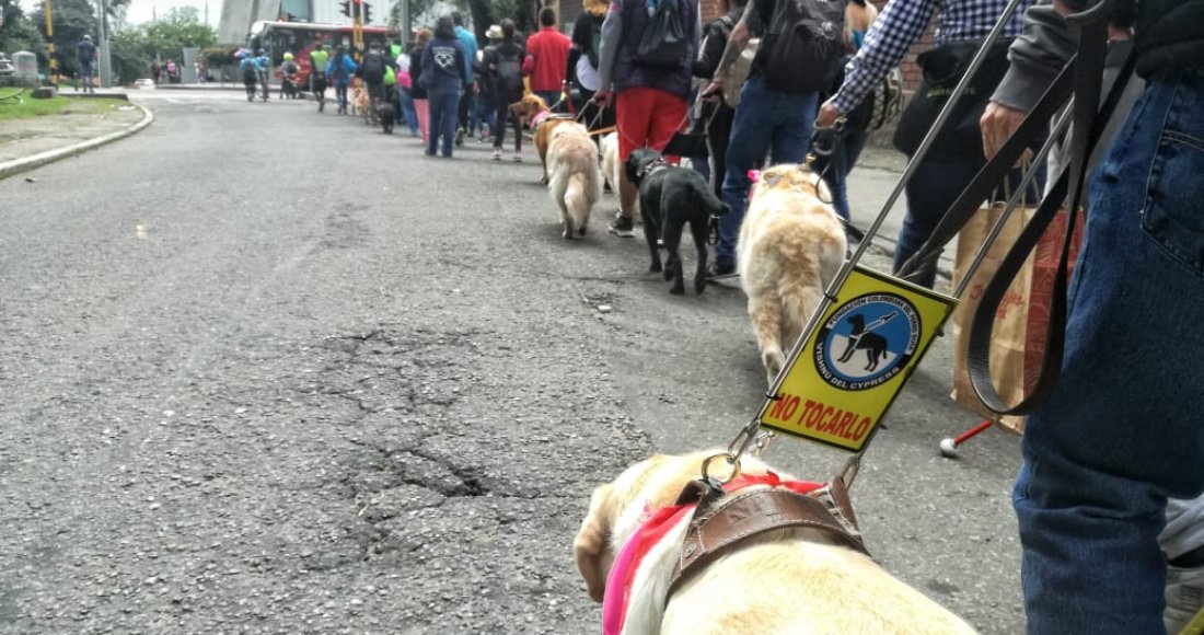 ‘Las huellas que guían’: la caminata por los derechos de los Perros Lazarillos 