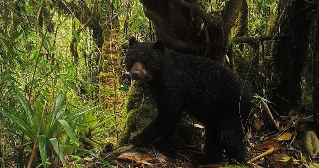 IDPAC se la juega por la defensa y protección de los animales