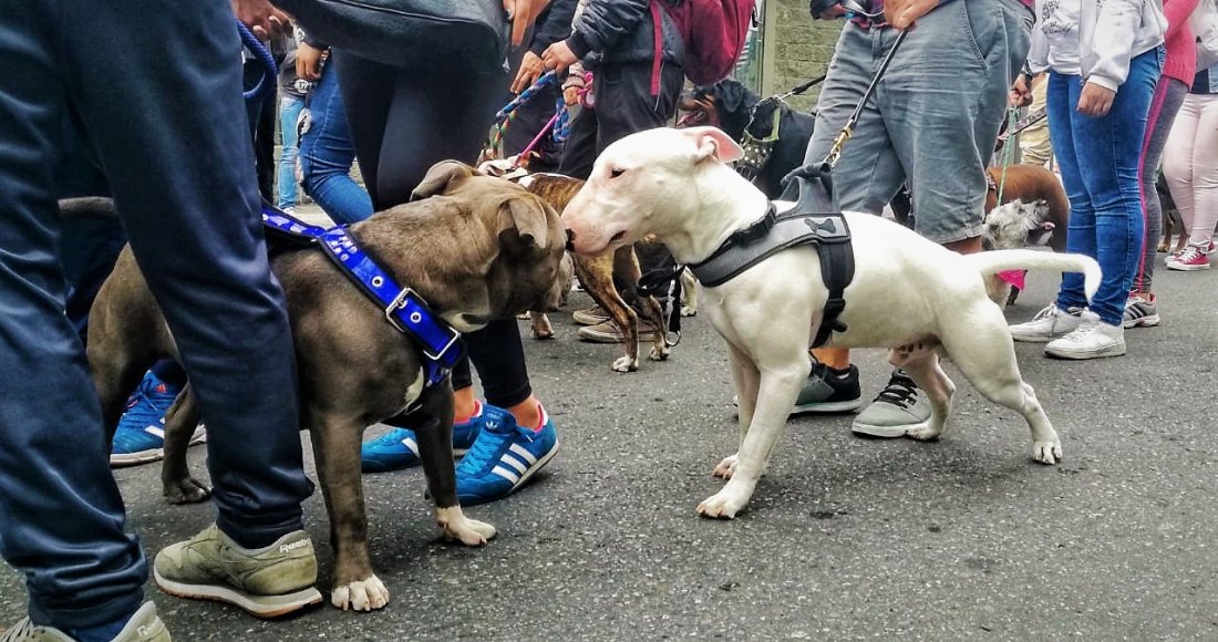 “Edúcate y Edúcame”: fue el eslogan en la Sexta Caminata por los Derechos de los Perros de Razas Fuertes