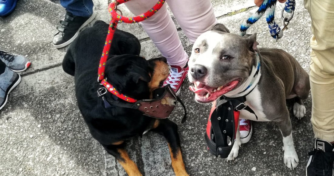 “Edúcate y Edúcame”: fue el eslogan en la Sexta Caminata por los Derechos de los Perros de Razas Fuertes