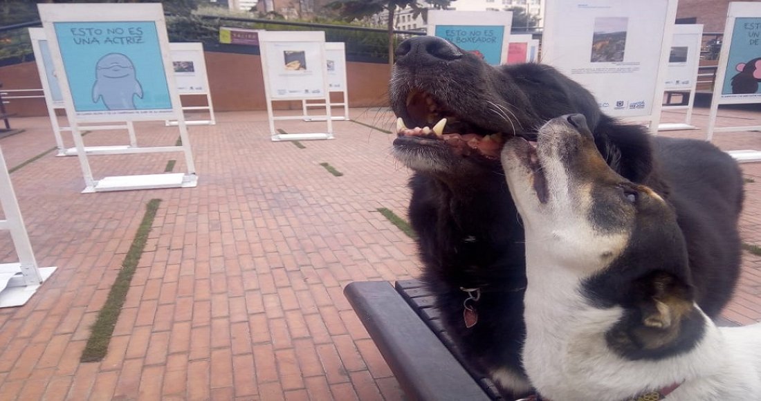 “Papalí, Emita y Don Ramón” visitan la exposición fotográfica de Bogotá Capital Animal