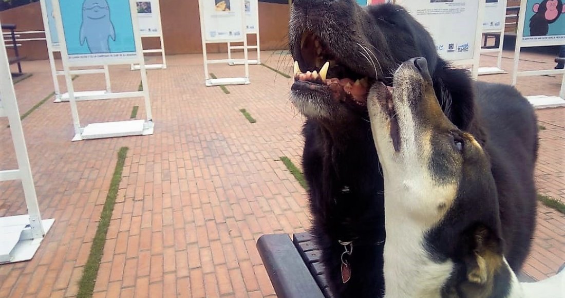 “Papalí, Emita y Don Ramón” visitan la exposición fotográfica de Bogotá Capital Animal