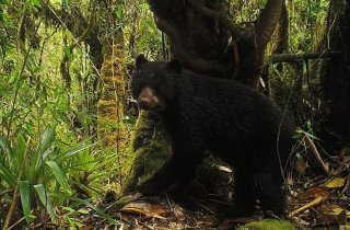 IDPAC se la juega por la defensa y protección de los animales