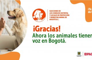 Los animales ya tienen voz en los Consejos Distrital y Locales de Protección y Bienestar Animal