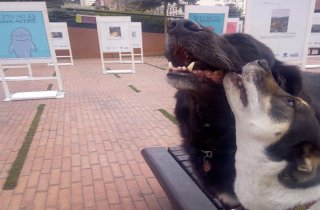 “Papalí, Emita y Don Ramón” visitan la exposición fotográfica de Bogotá Capital Animal