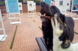 “Papalí, Emita y Don Ramón” visitan la exposición fotográfica de Bogotá Capital Animal